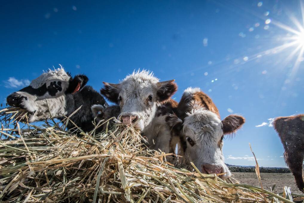 Cattle eating hay.  Photo: Karleen Minney