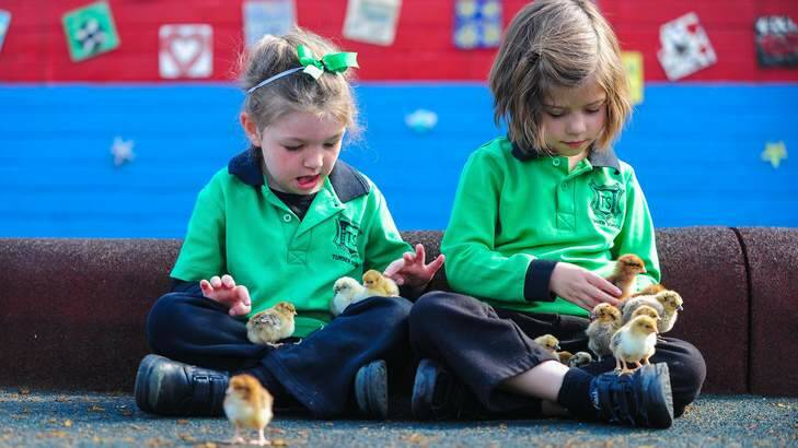 Kindergarten students Mikayla Bower and Katy Wood play with the new baby chicks. Photo: Katherine Griffiths