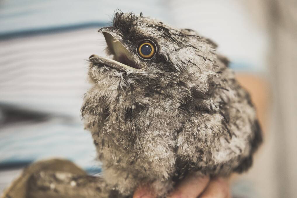 Baby tawny frogmouths can be particularly demanding house guests. Photo:  Jamila Toderas