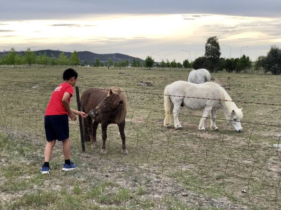Children in Holder love to pat the ponies kept by Celia Kneen. She has had her grazing licence revoked after keeping animals on the site for more than 20 years. Photo: Supplied