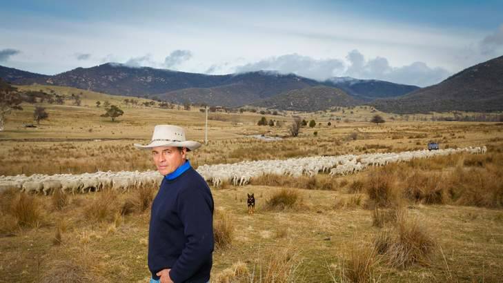 Farmer John Hyles, of Tharwa, is concerned about the number of wild dogs killing sheep within his area. Photo: Katherine Griffiths