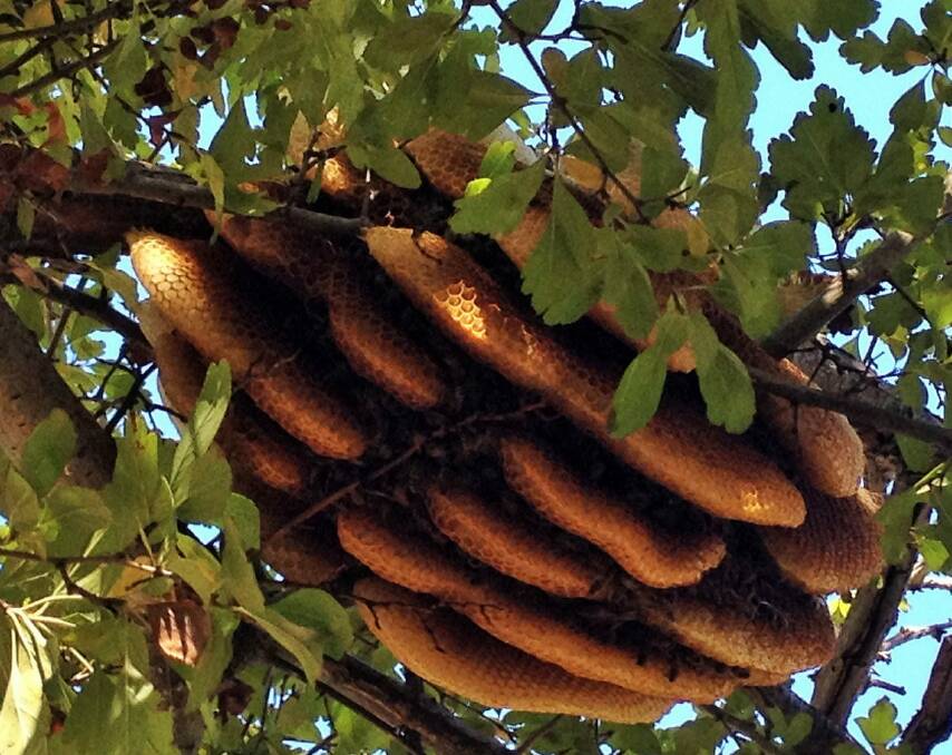 A wild beehive hangs in a tree in Curtin. Photo: Belinda Wise