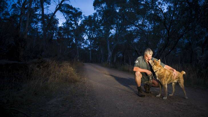 ACT Parkes and Conservation, Dog trapper, Mick Clarke, with his dingo, Jess, at the Namadgi National Park. Photo: Rohan Thomson