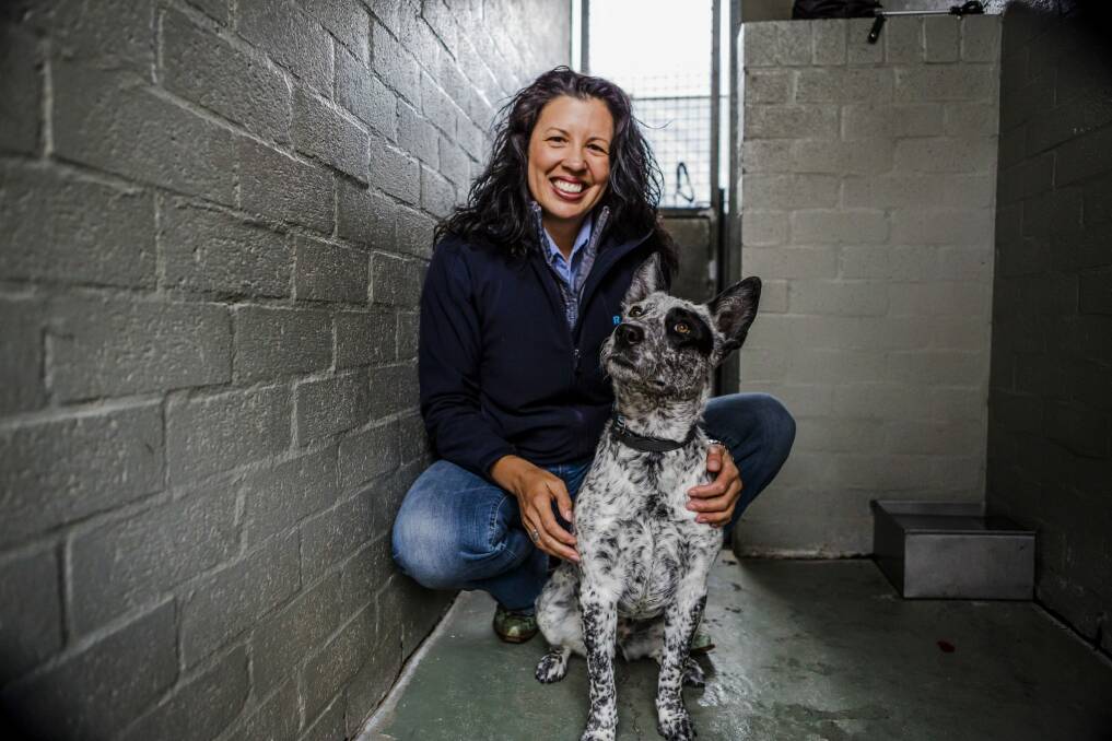 RSPCA ACT chief executive Tammy Ven Dange with Rosie an Australian cattle dog who is deaf and needs a new home. Photo: Jamila Toderas