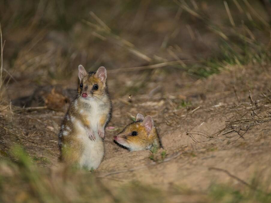 Two of the six sibling Eastern Quolls photographed at the Mulligans Flat Woodland Sanctuary in Canberra. Photo: y Charles Davis and the Woodlands and Wetlands Trust
