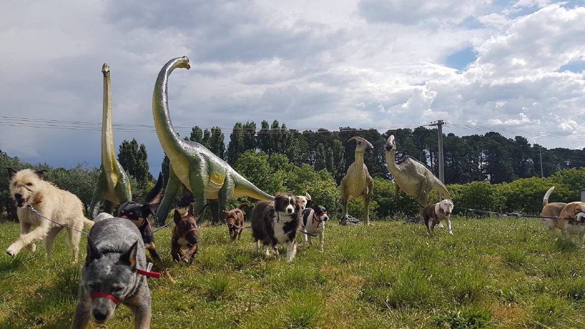 An amazing photograph of the furry clients of Pups4Fun walking among the dinosaurs of Gold Creek. Photo: Supplied 