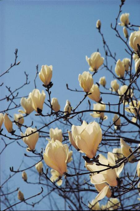 Hot bushfire winds seem to make magnolia buds swell faster and flower more stunningly than ever. Photo: Supplied