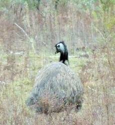 An emu spotted near the Cotter. Photo: Matthew Higgins