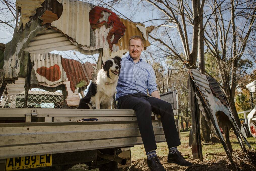 Deputy high commissioner for New Zealand Llewellyn Roberts, with the faux cows which are loaded up on a ute ready to go to the High Commissioners residence, with Tilly the sheep dog watching on.

  Photo: Jamila Toderas