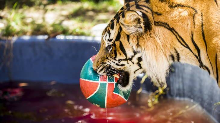 Kinwah the Tiger plays with a basketball in his pool at Mogo Zoo. Photo: Rohan Thomson