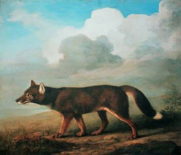 A portrait of a large Dog from New Holland (Dingo), by George Stubbs.