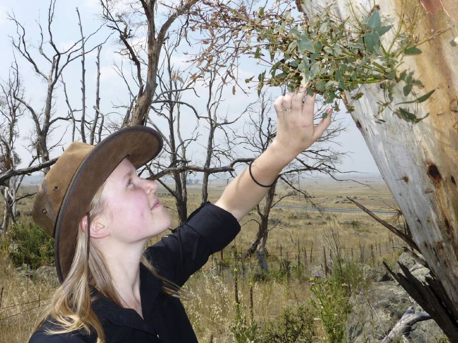 Catherine Ross examines new growth on a ribbon gum near Berridale for signs of the Eucalyptus weevil. Photo: Tim the Yowie Man