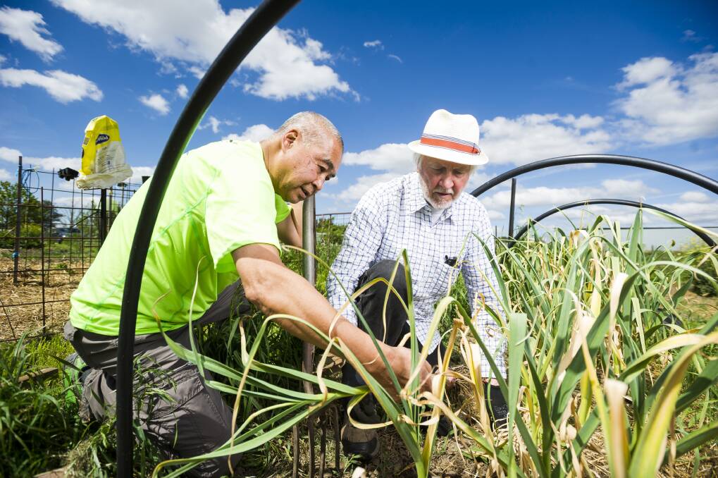 Bob Hefner and Song Chen harvesting garlic at Pialligo Garden Lots. Photo: Dion Georgopoulos