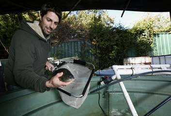 Simon Gemmell from Rivett checks the silver perch in his home aquaponic system. Photo: Jeffrey Chan