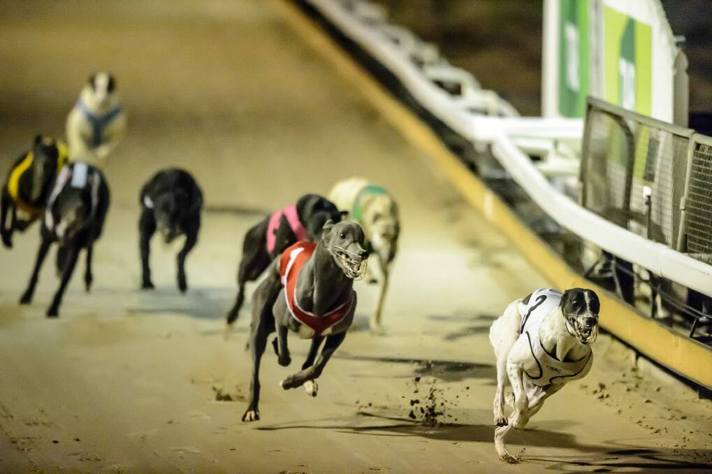 Mr Barilaro said a straight line track would be considered for Queanbeyan to boost animal welfare. Photo: Sitthixay Ditthavong