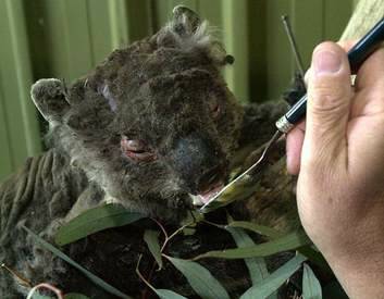 Wilhemina Ashley Lucky, the only surviving koala from the Tidbinbilla Nature  Reserve, is fed a special formula at the National Zoo and Aquarium. Photo: Richard Briggs