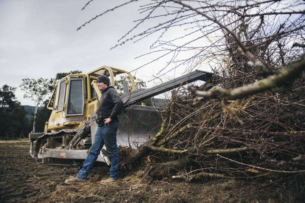 Bulldozer driver Tom O'Brien with some of the Wisbey's orchard peach trees already removed.  Photo: Rohan Thomson