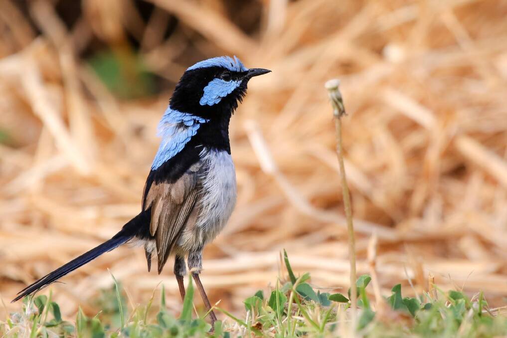Wild fairy wrens have been taught to respond to certain calls by University of Sunshine Coast researchers. Photo: Jessica McLachlan
