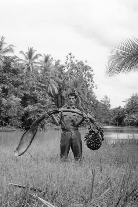 CSIRO botanist Lyn Craven, holding a fruiting stalk of the mangrove palm near Ravikivau, Purari River delta, Papua New Guinea in 1966. Photo: Dick Schodde