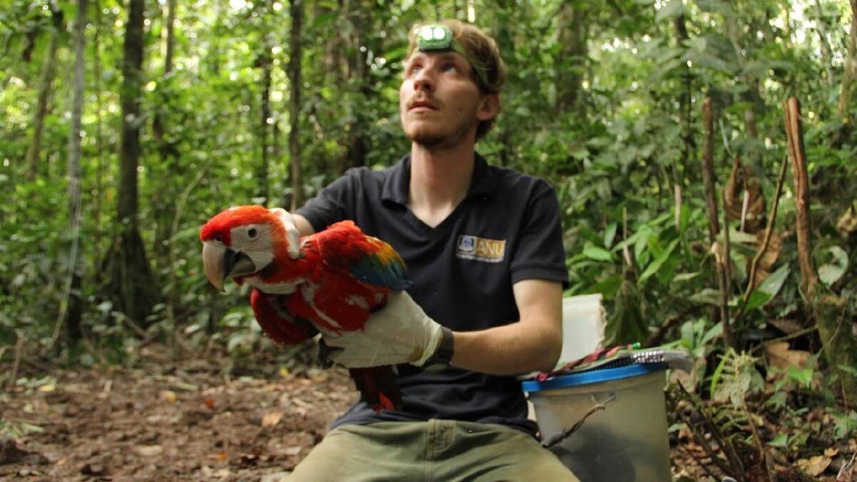 Dr George Olah, on the Peruvian Amazon, releases a just-examined Scarlet Macaw. Photo: Dr George Oah