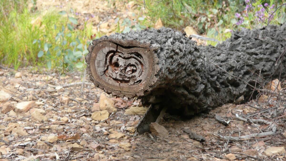 Can you make out the face of movie alien ET in this log? Photo: Ron Jacobs