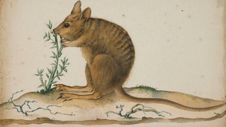 Lagostrophus fasciatus (Banded Hare Wallaby) by Pron and Lesueur (1807). Photo: Alain Havard - Ville du Havre