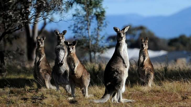 Kangaroos at Mulligans Flat Nature Reserve. Photo: Melissa Adams