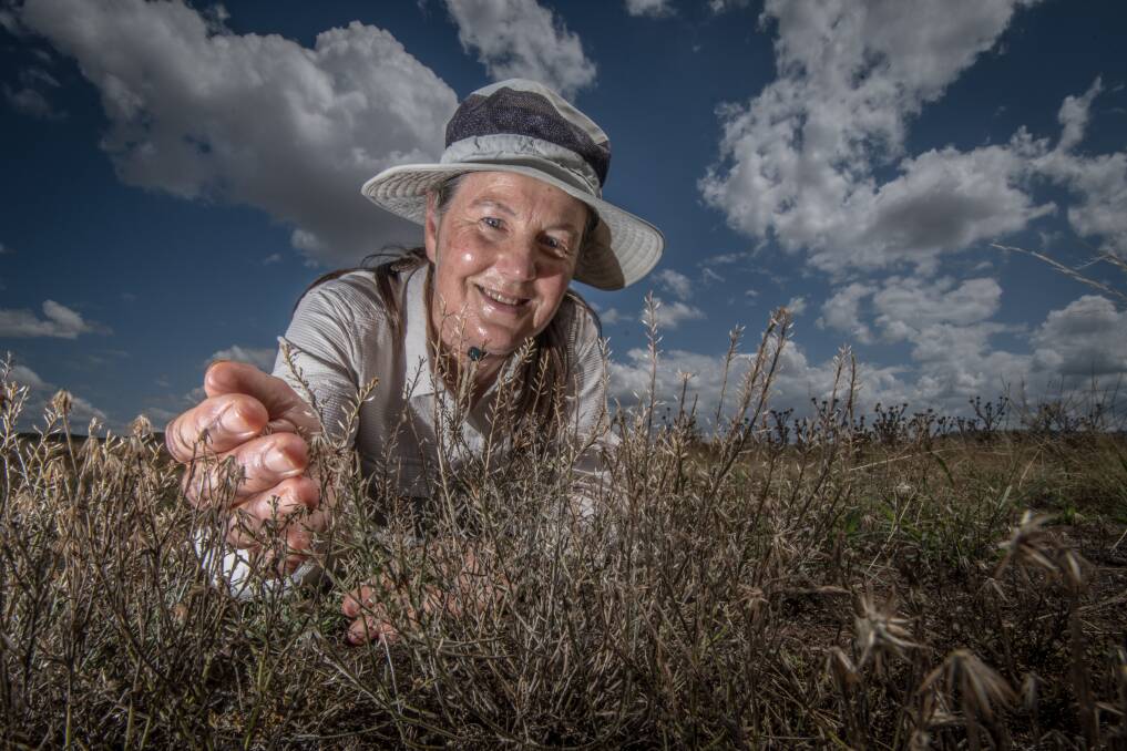 ACT park ranger Alison Rowell has found the very rare Ginninderra peppercress. Photo: Karleen Minney