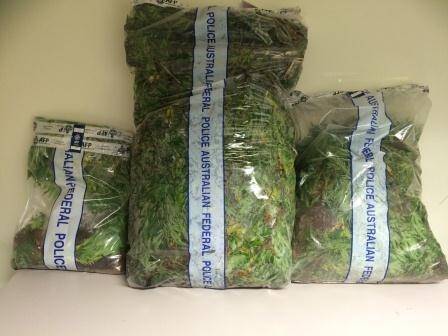 Cannabis removed from Uriarra Forest. Photo: ACT Policing
