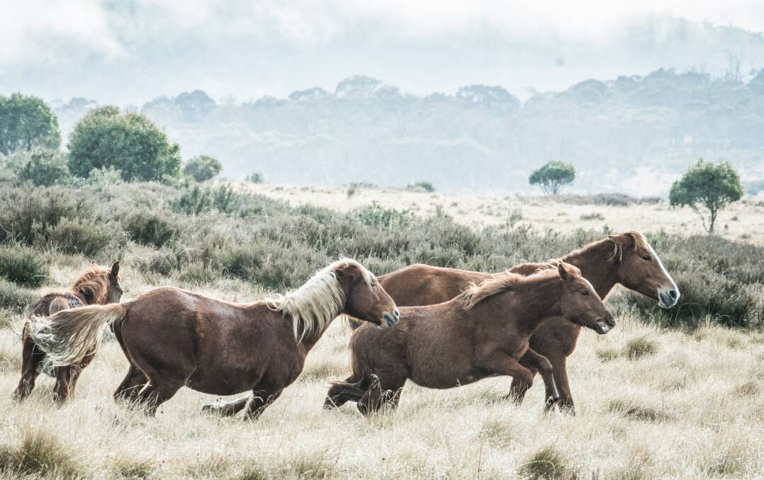 Brumbies run free in Kosciuszko National Park, where they are protected from lethal culling. Photo: Karleen Minney