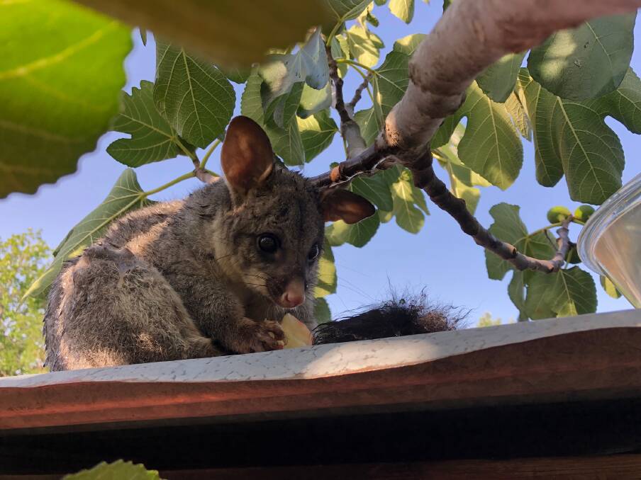 A heat-stressed possum liked the taste of a peach in the hot weather on Monday afternoon. Photo: Murray