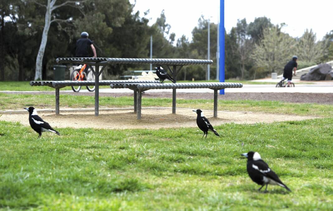 There's nobody here but us chickens. Magpies waiting for their lunch at the picnic and
playground, Yerrabi Pond, Gungahlin. Photo: Graham Tidy 