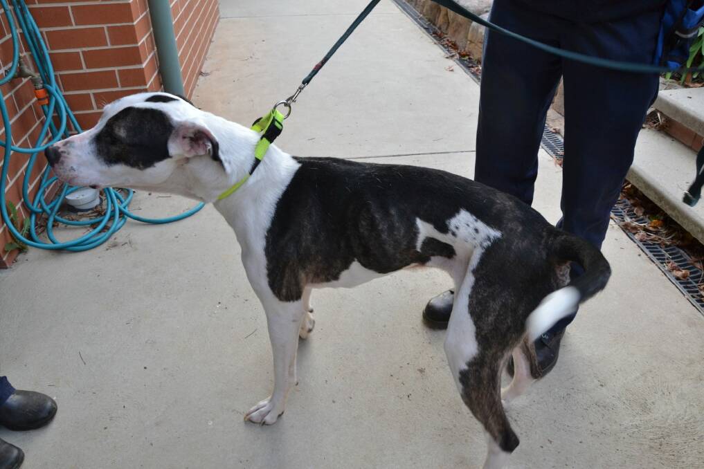 This dog was found severely underweight and infested with fleas. Photo: Supplied