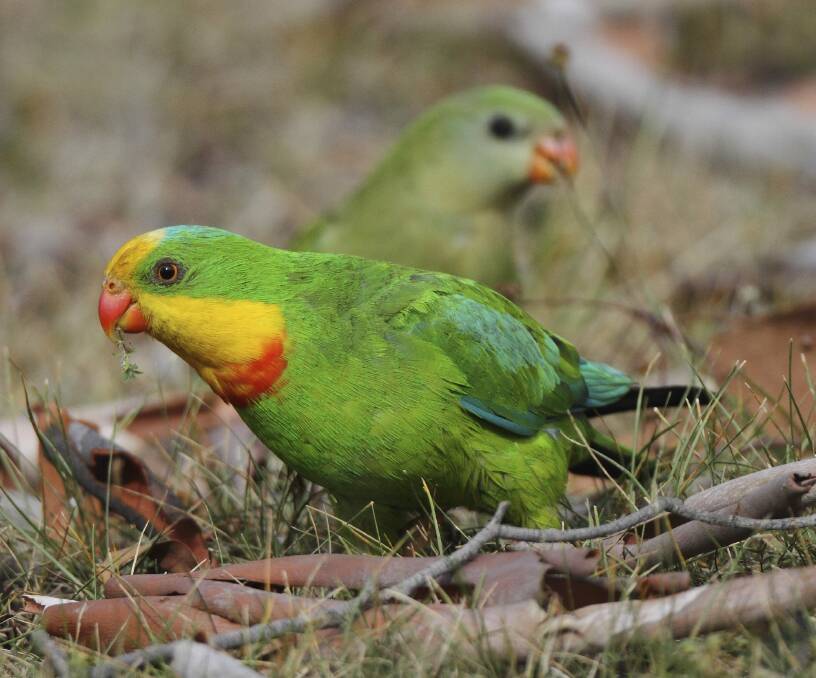 A male and female superb parrot. The threatened birds are breeding again in the ACT and region, but could be removed from Commonwealth legislation as a threatened species.  Photo: Geoffrey Dabb