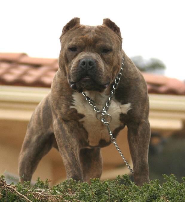 An American pit bull. The Canberra Liberals will table dangerous dog legislation this week. Photo: Supplied