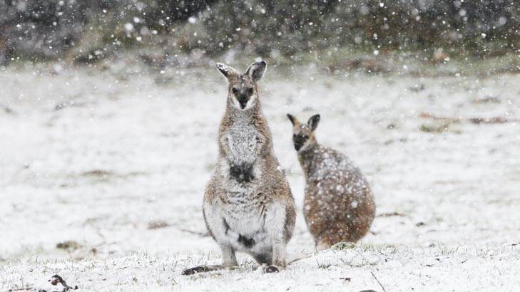 Wallabies just off Barry Way, near Jindabyne, covered by a dusting of spring snow on Friday. Photo: Nick Moir