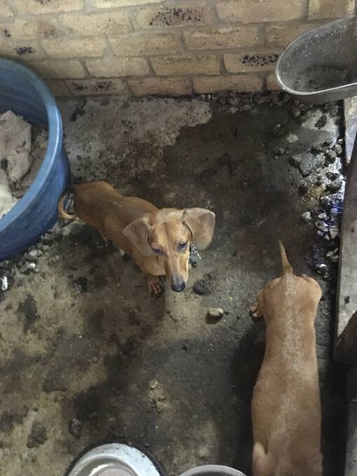 The animals were found living among urine and faeces with some having no access to water or bedding. Photo: RSPCA