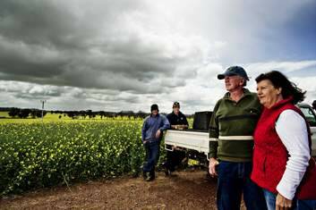 Stockingbingal farm owners (right) Peter and Michelle Morton with their two sons (l-r) Greg and Brad look out over this seasons canola crop. The Canberra Times 20 September 2013 Photo Jay Cronan Photo: Jay Cronan