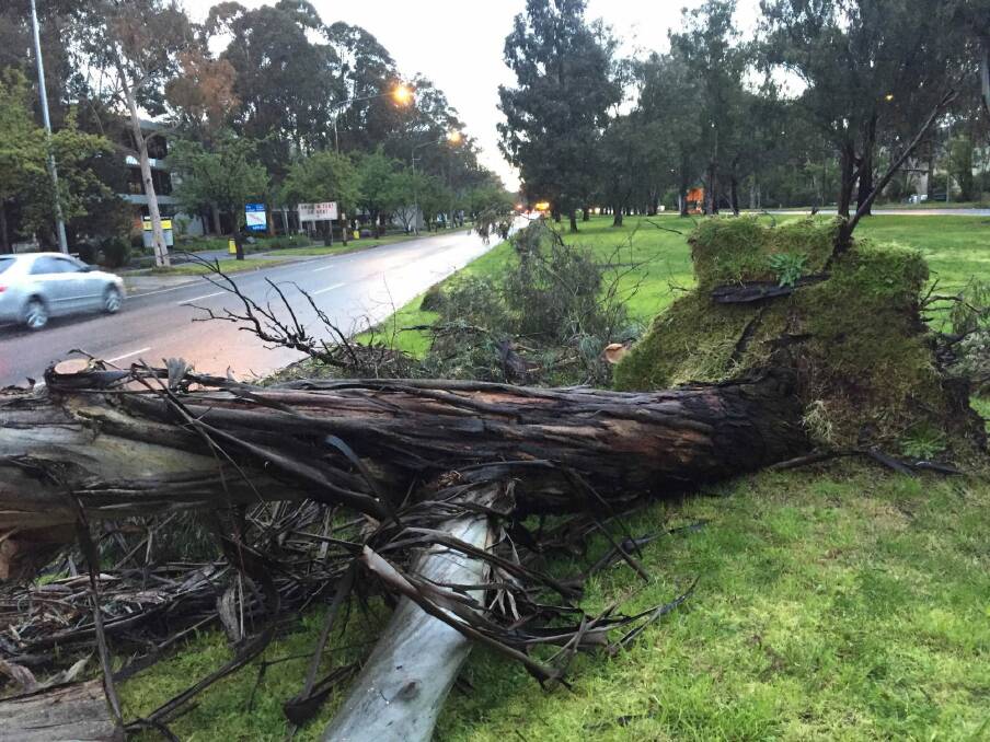 A large eucalyptus tree on Northbourne Avenue fell onto the southbound lane near the intersection with Wakefield Avenue. Photo: Scott Hannaford