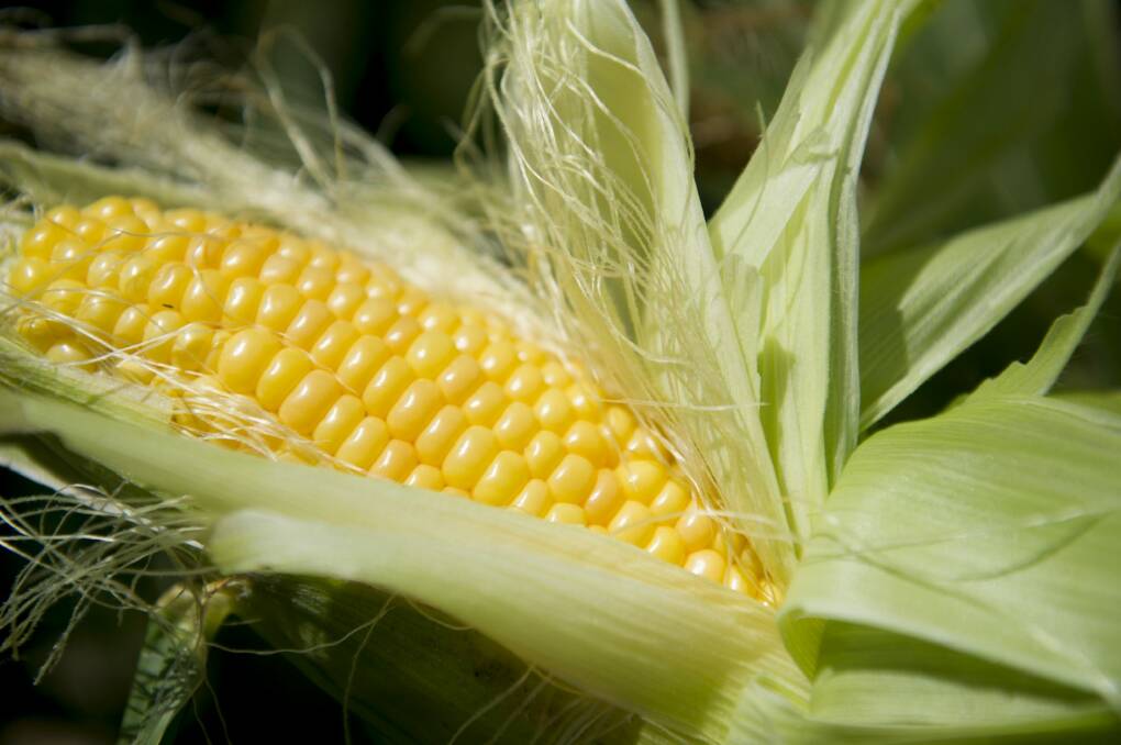 Nothing tastes like an old-fashioned variety of corn picked at the right time and cooked immediately. Photo: Jay Cronan