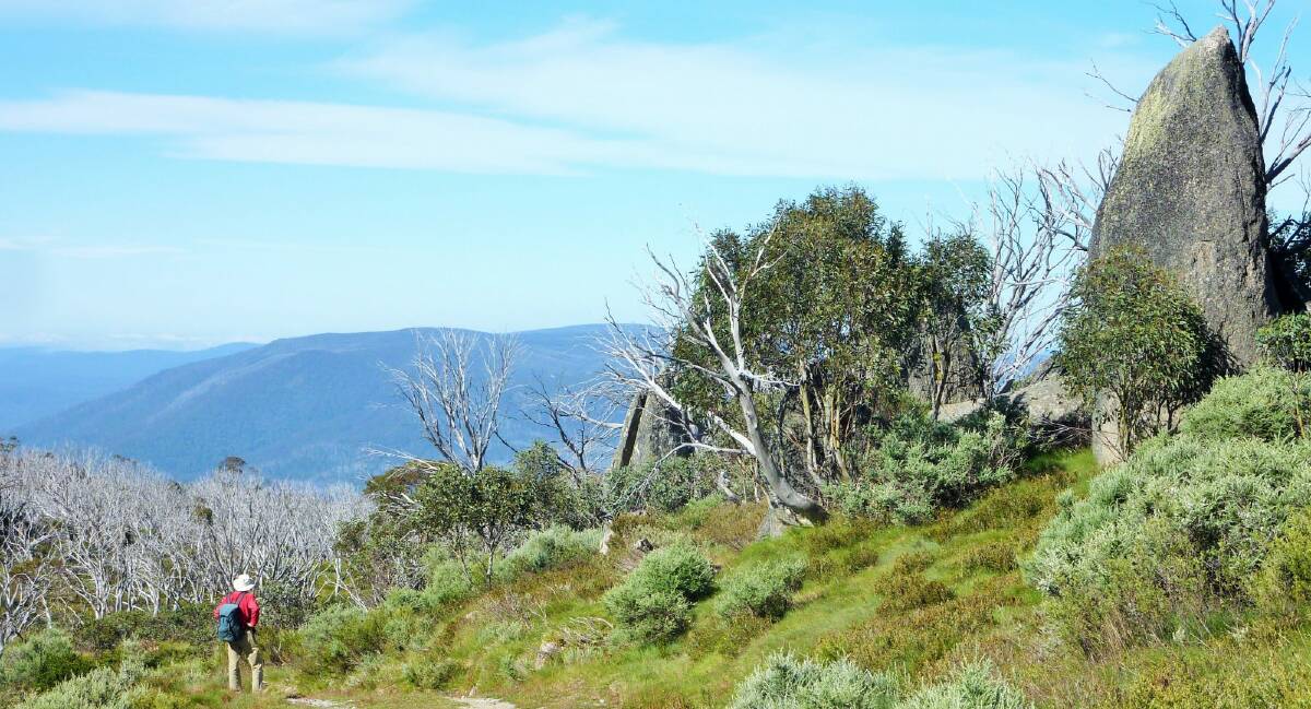 On the track atop Bobs Ridge and looking into Victoria. Photo: Tim the Yowie Man