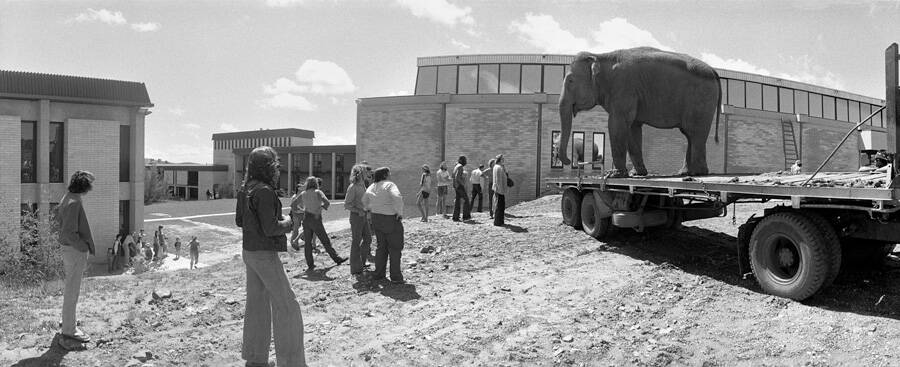 The "borrowed" elephant arrived the University of Canberra for a brief visit in 1976, but, surprisingly, did not generate any media attention at the time. Photo: Supplied.