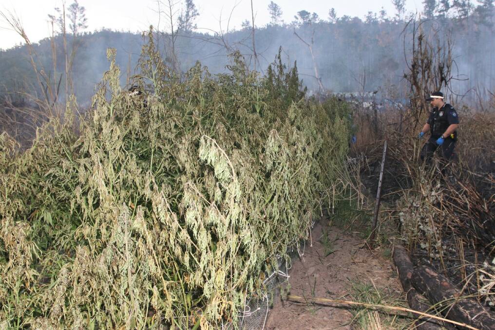 Police found a huge cannabis crop while attending a fire in Whitsunday. Photo: Queensland Police Media