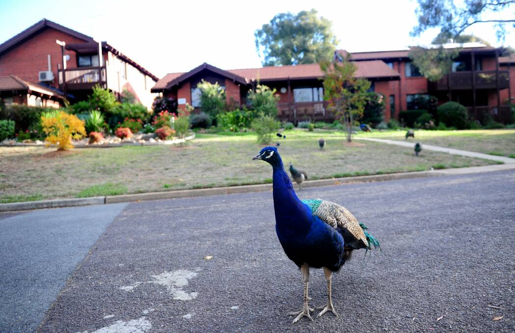 A peacock grazes on the lawns of St Aidan's Court in Narrabundah. Photo: Melissa Adams