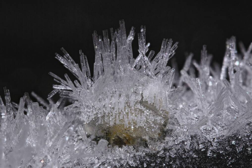 Canberra Times Winter Photo Competition entry "Frost crystals". Photo: Tim Leach