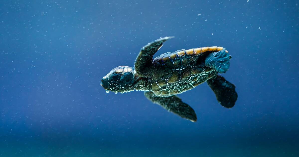 About 70 turtles will hatch in front of festival goers.  Photo: World Science Festival Brisbane
