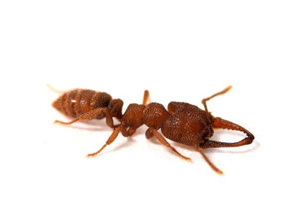 The agile Dracula ant is the fastest animal in the world.   Photo: Adrian Smith
