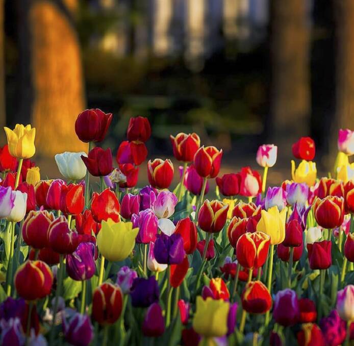 Floriade puts on a spectacle of colour. Photo: @canberra.fotografie