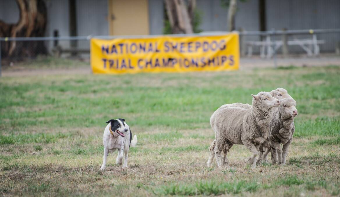 Horace the sheep dog herding the sheep across the field. Photo: karleen minney