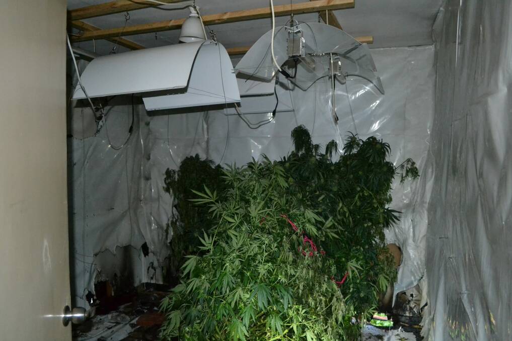 The hydroponic set up and plants uncovered at a grow house in Ainslie last month. Photo: ACT Policing